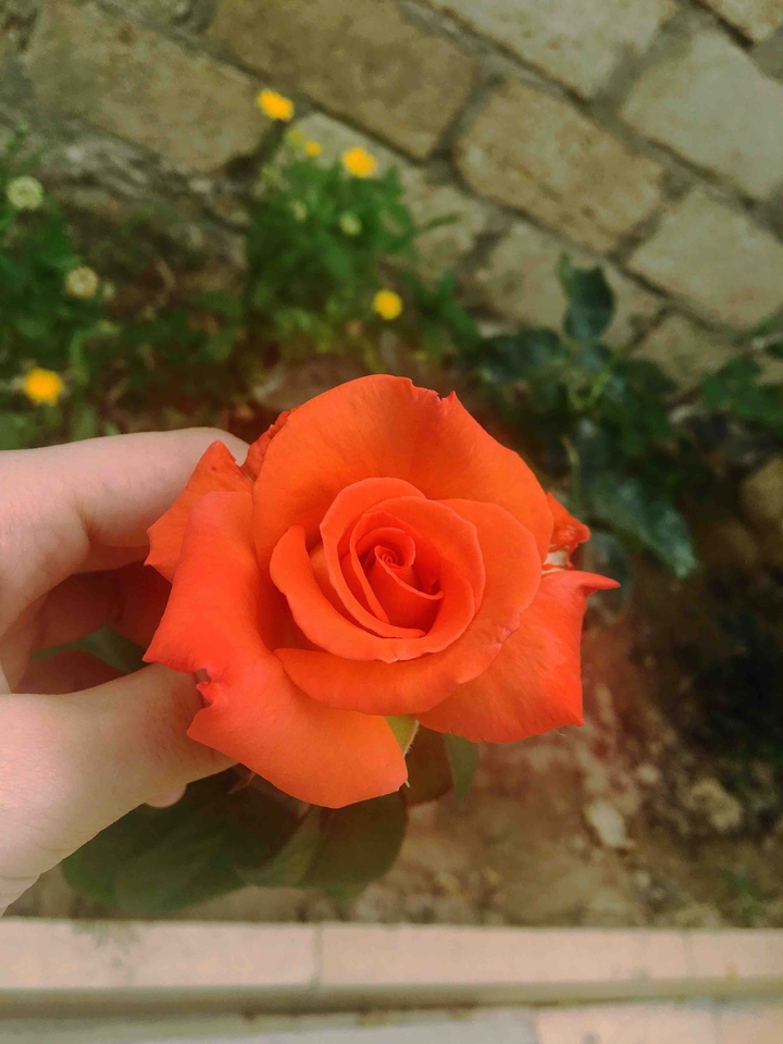 rose