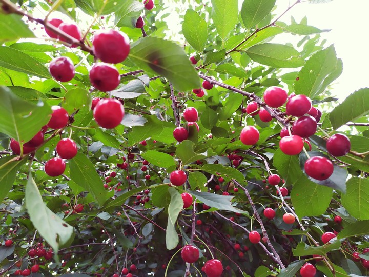 Cherry sky; Вишневе небо