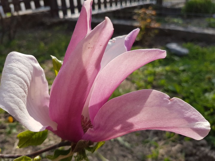 spring flower