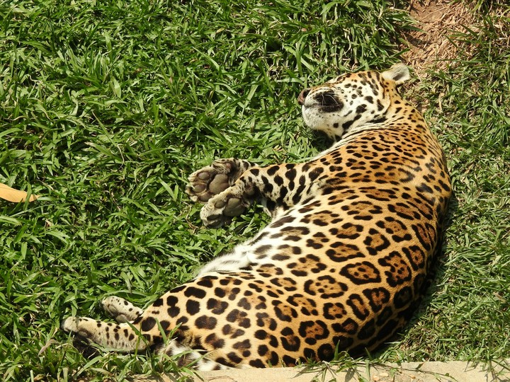 onça pintada