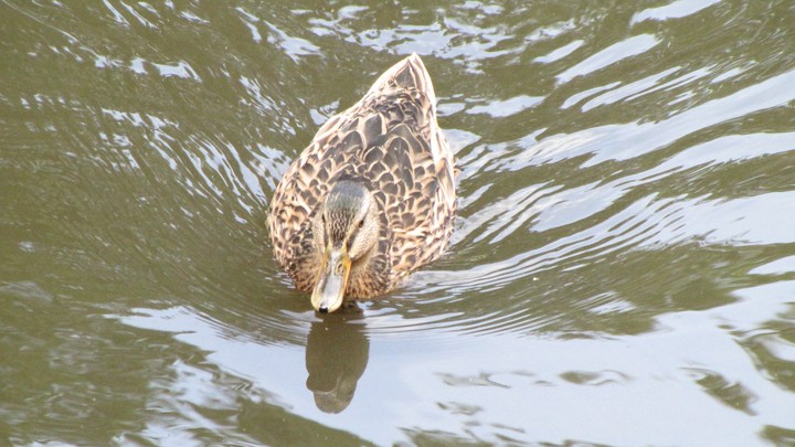 Duck