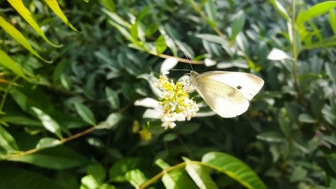 batter fly