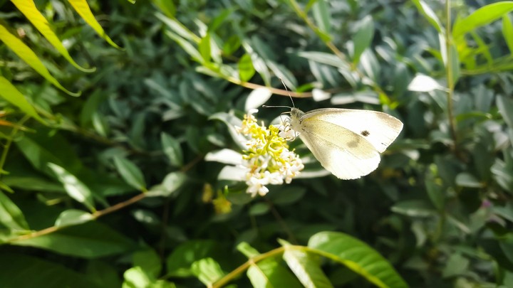 batter fly