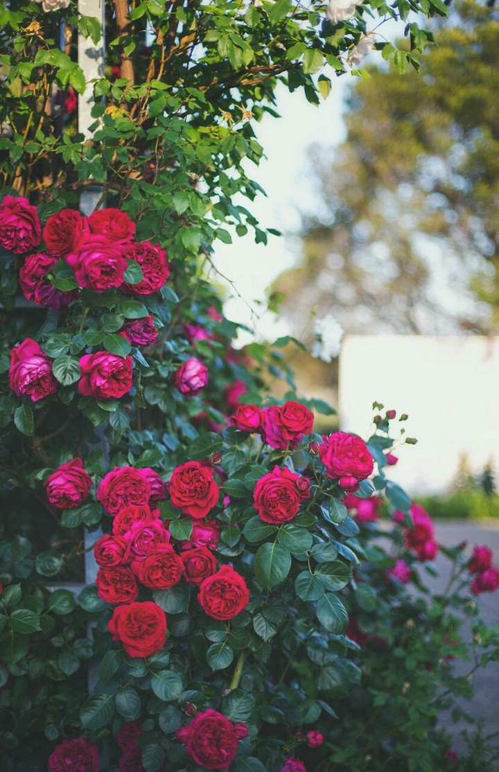 flowers