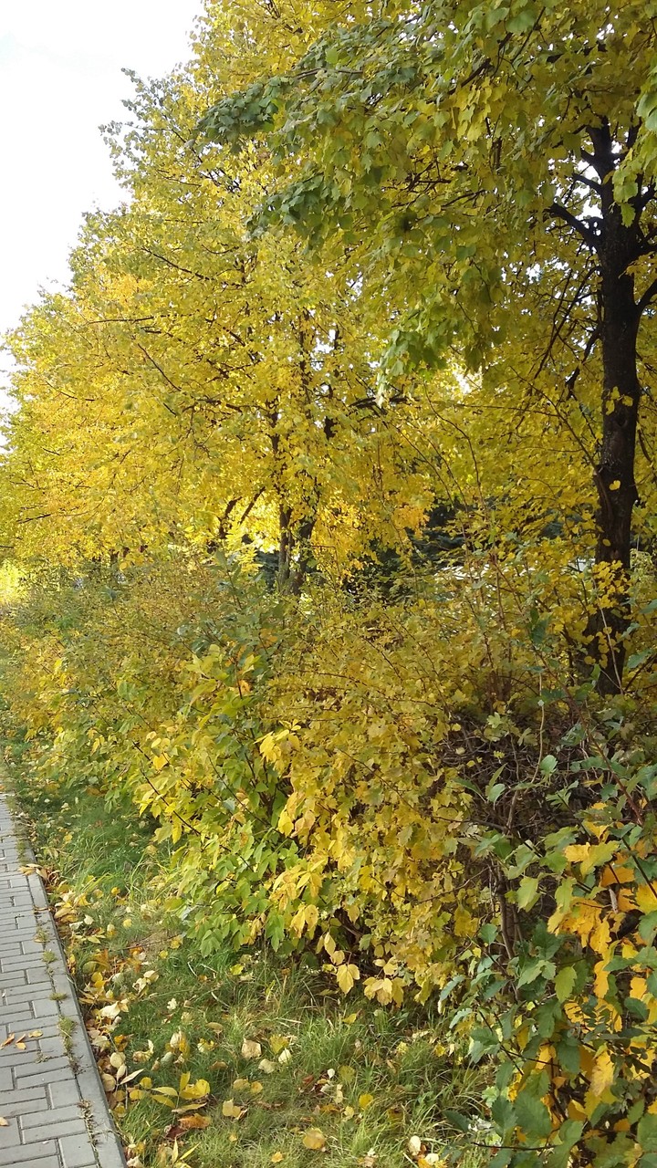 Осень