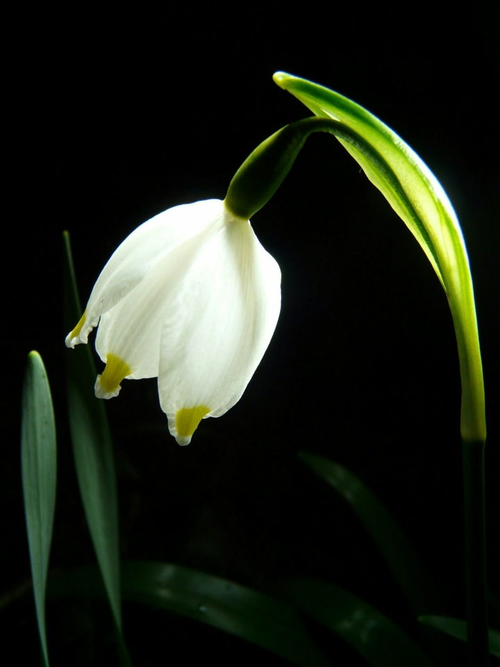 blossom