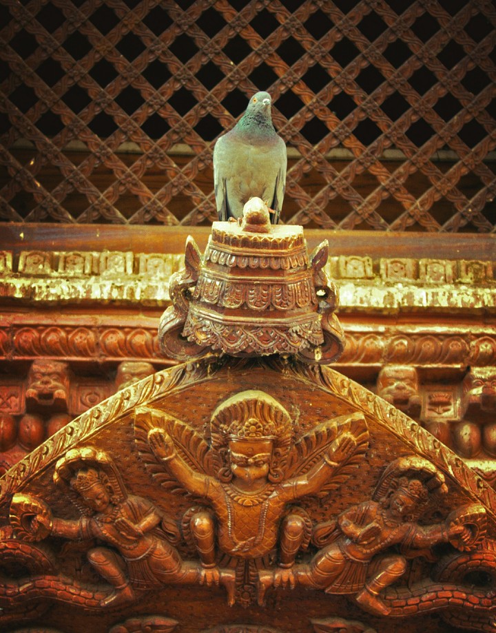 bird