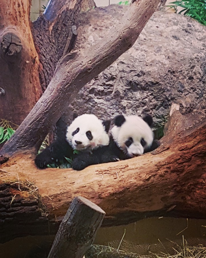 pandas