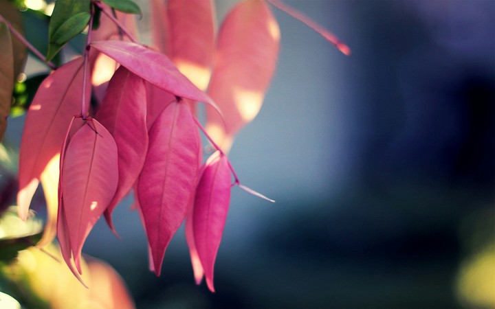 leaves