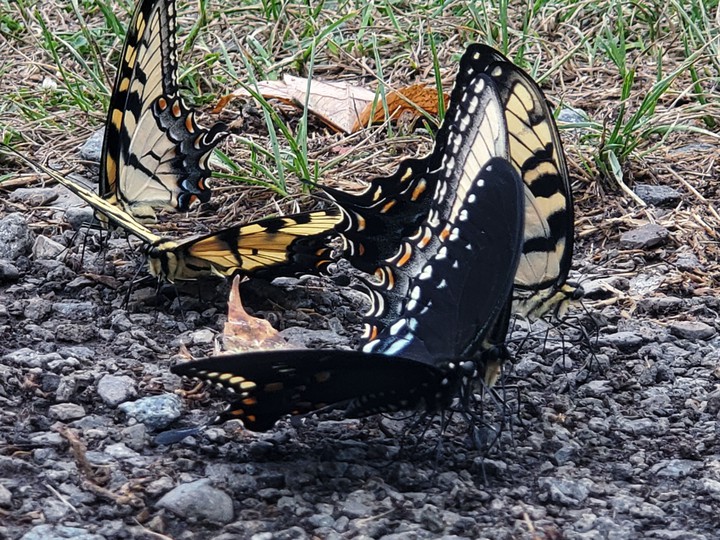social butterfly mingling
