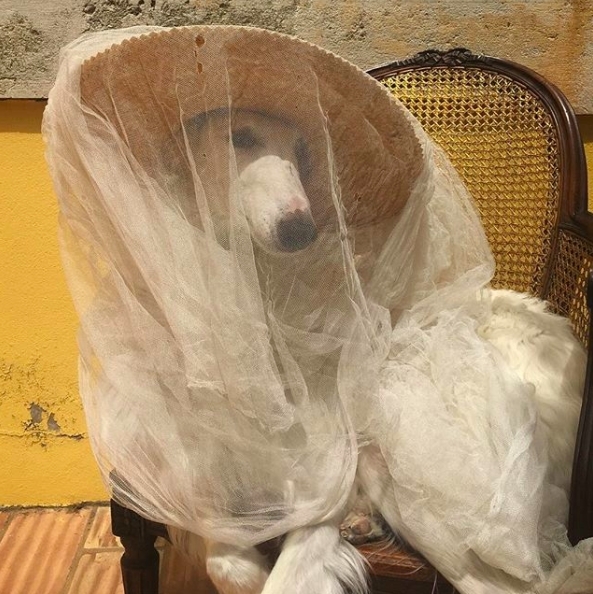 beautiful dog