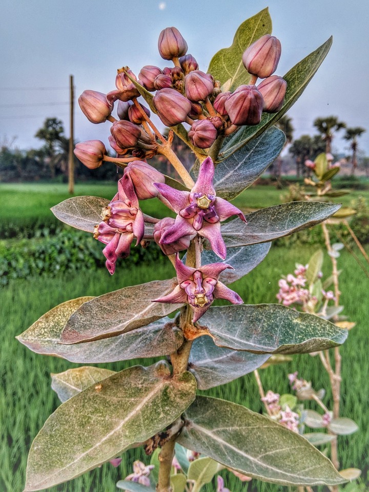 Rahman's Photography
