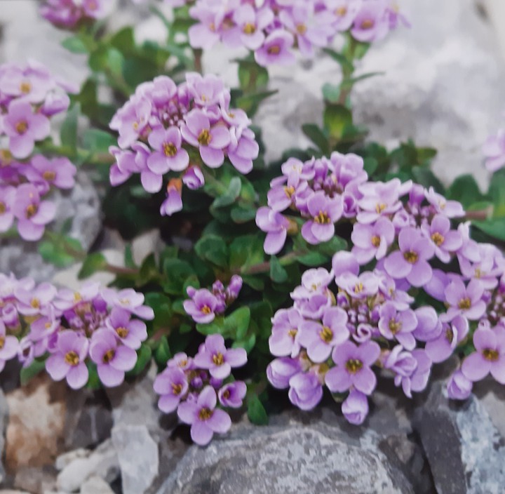 blumen