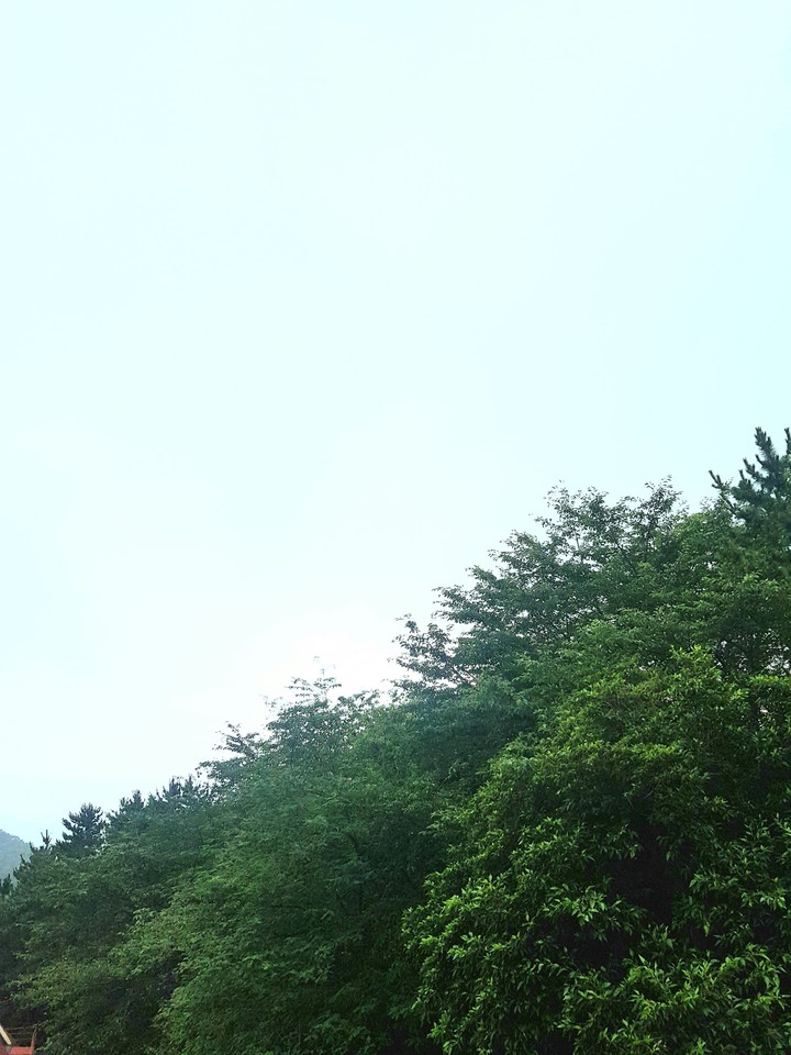 하늘과_숲