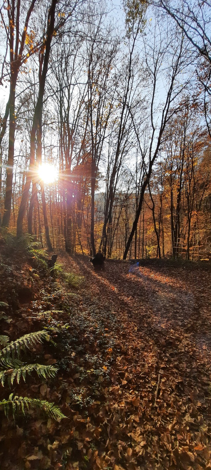 Herbstwald