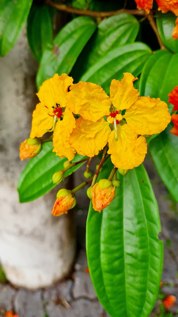 flower