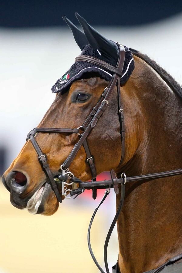 War Horse