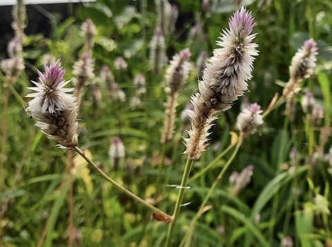 teasel, plant वॉलपेपर