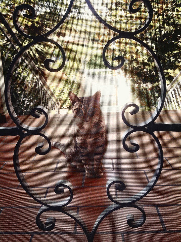 Beauty And Cat