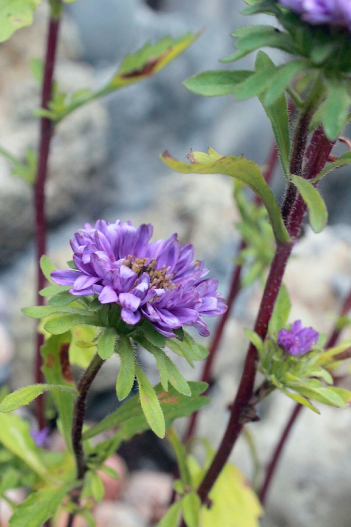 A Touch of Purple