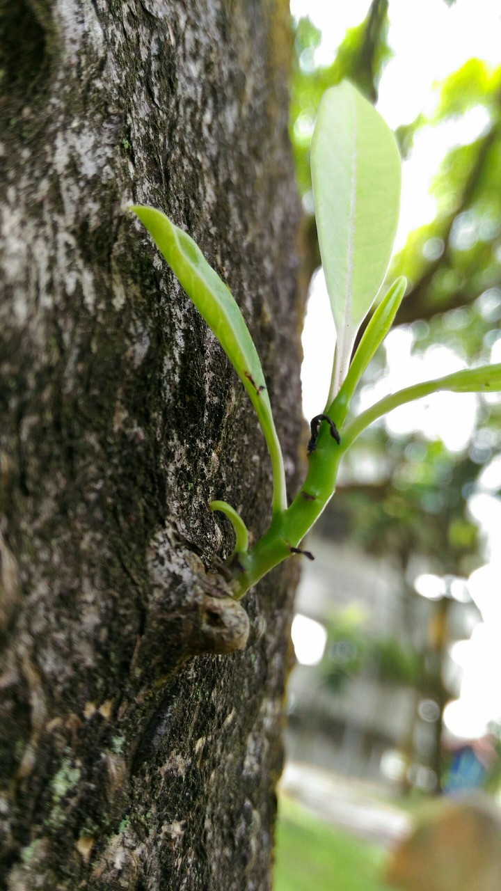 leaf