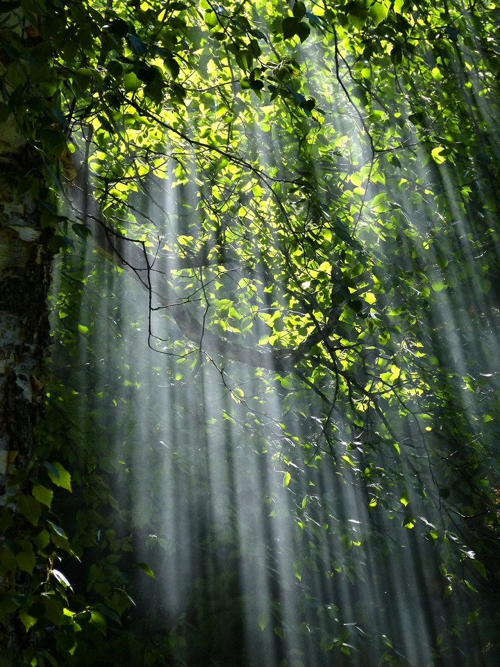 sun light through leaves