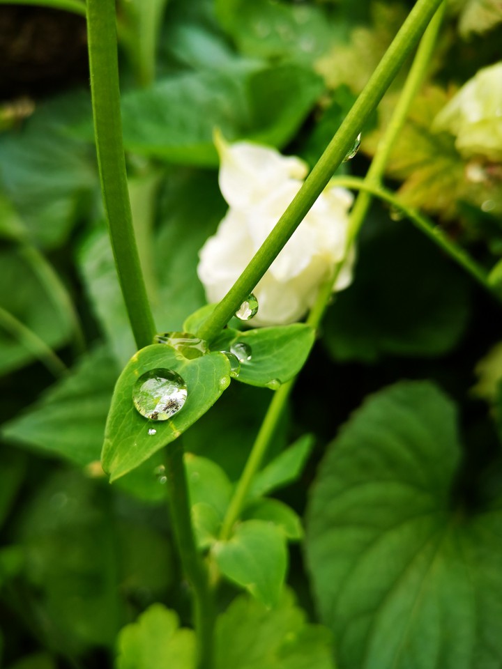 Drops