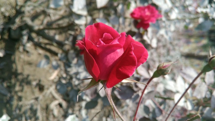 rose