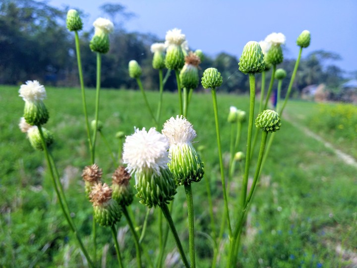Wlid Flowers