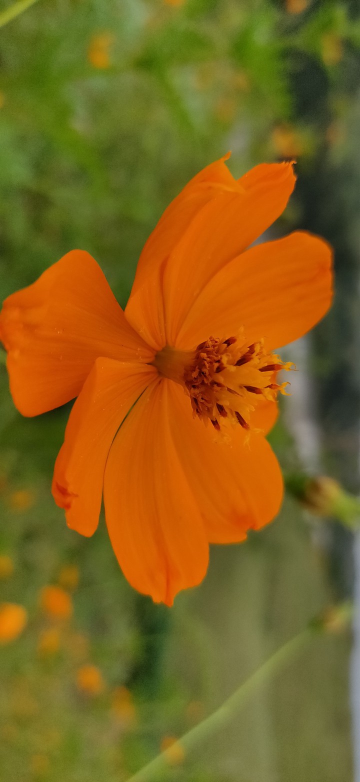 Orange Flower
