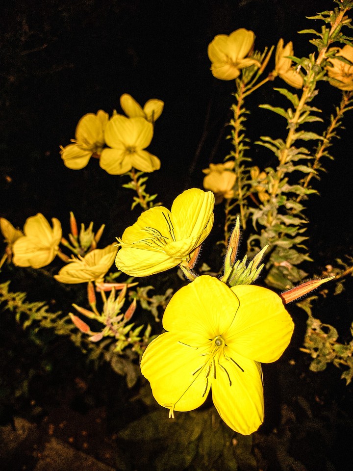 Night flowers