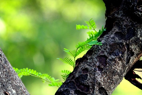 greenery