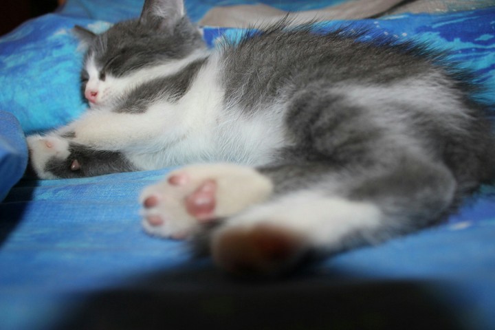 Котёнок