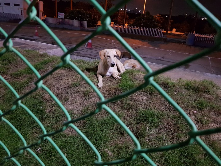 Doggy