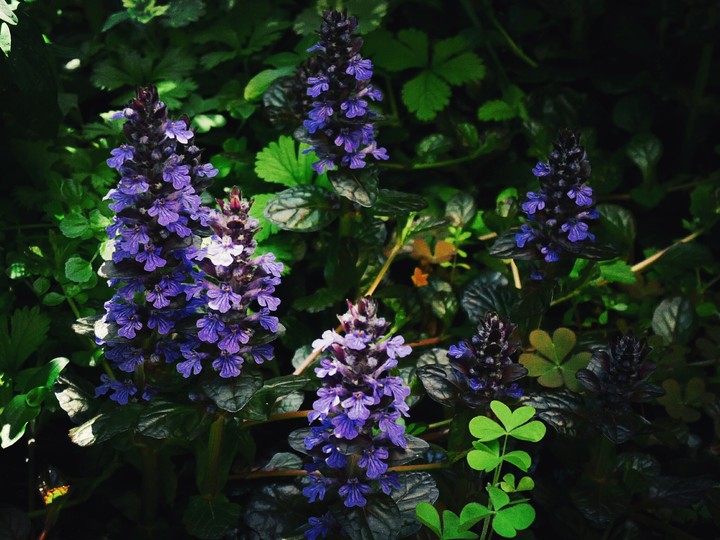 flower