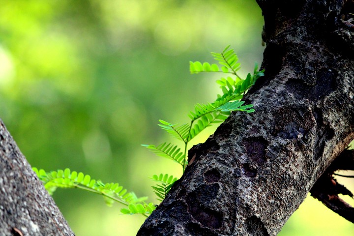 greenery