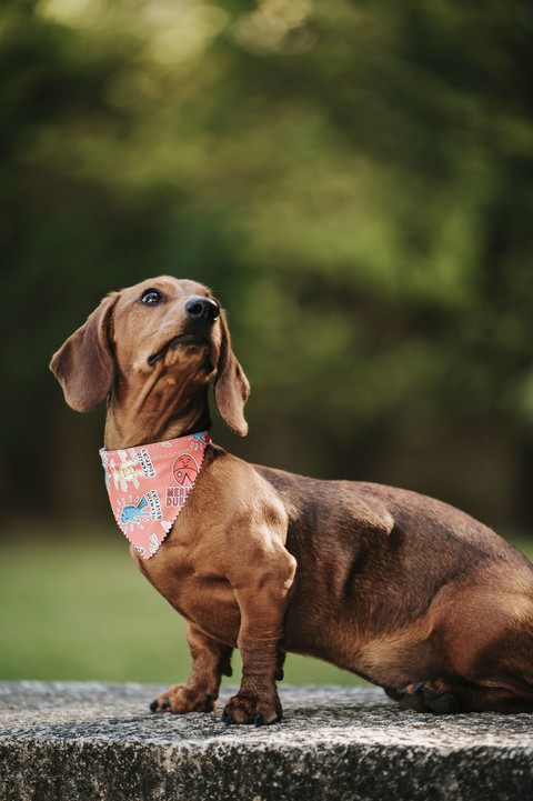 collar, snout वॉलपेपर