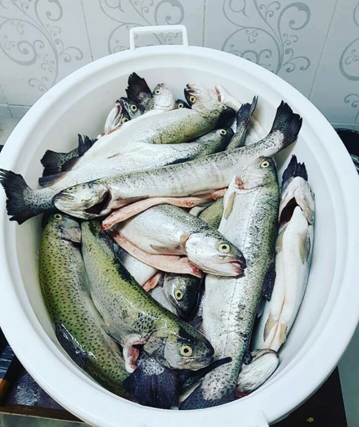 Fish
