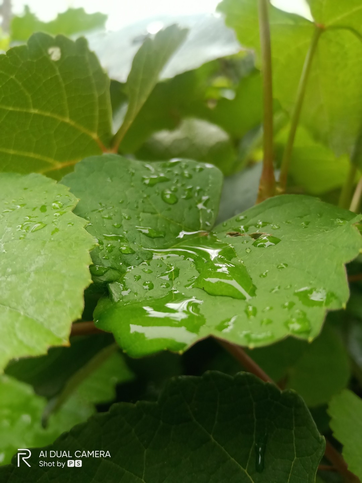 grapes leaf