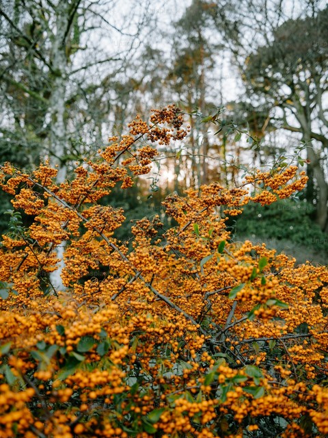 fonds d'écran cheesewoods, Yellow