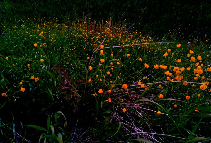 bewitching flowers