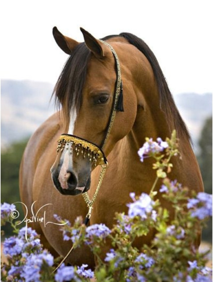 brony