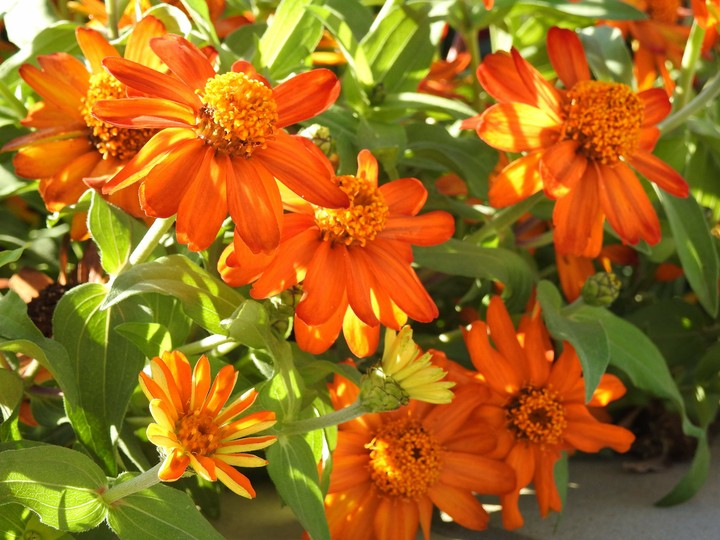 Orange flowers