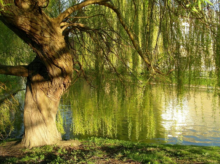 weeping Willow by the water
