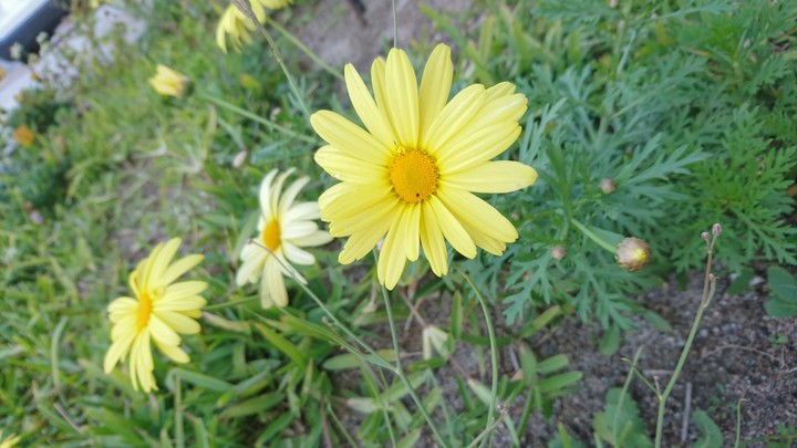 spring