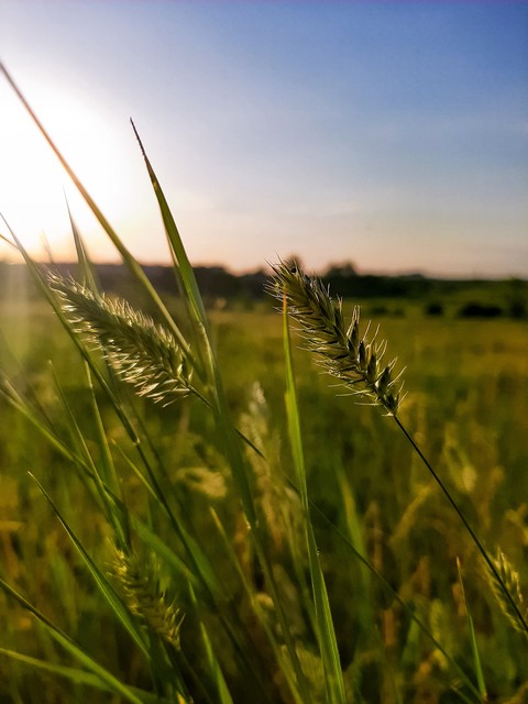 Field