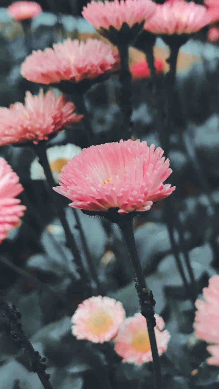 flowers