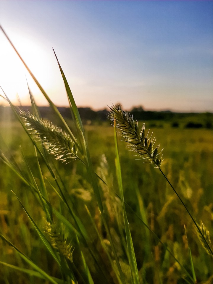 Field