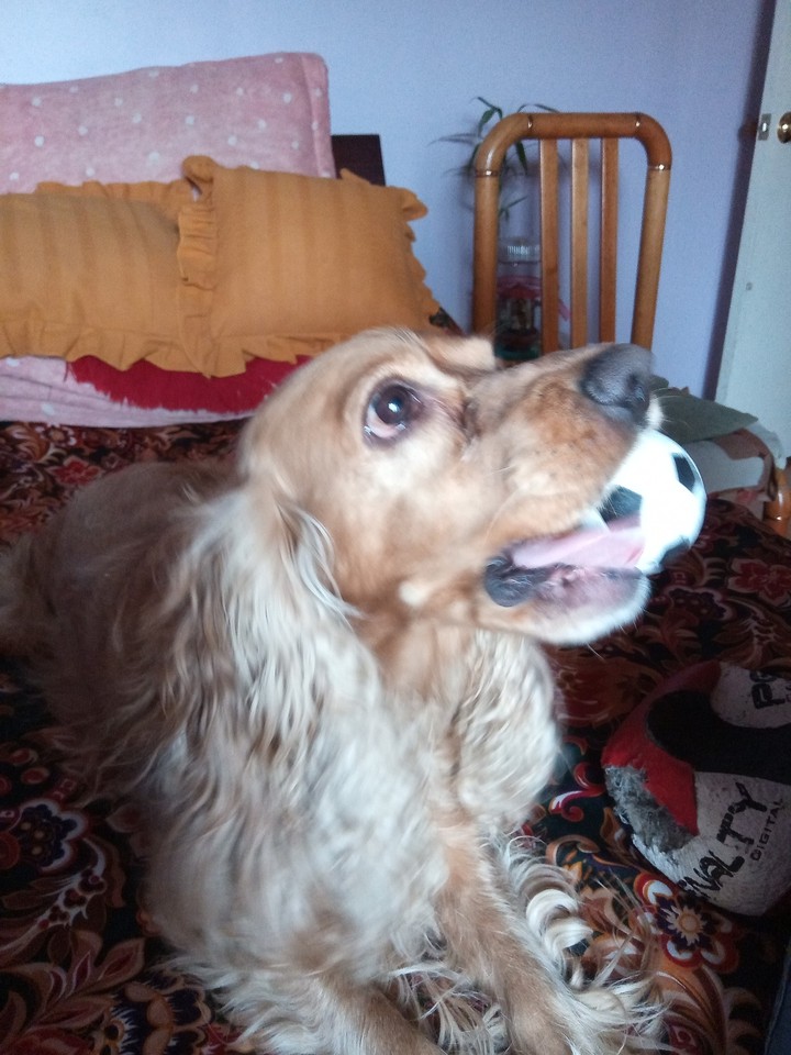 Leo estrenando pelota
