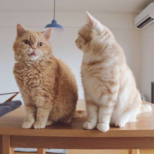 cat friends